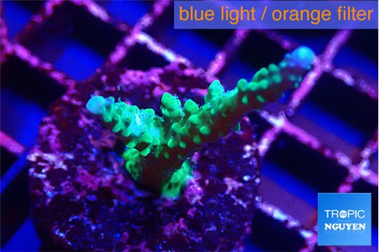 Acropora green & purple tip 3-4 cm WYSIWYG acclimaté