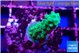 Acropora green 2-3 cm WYSIWYG acclimaté