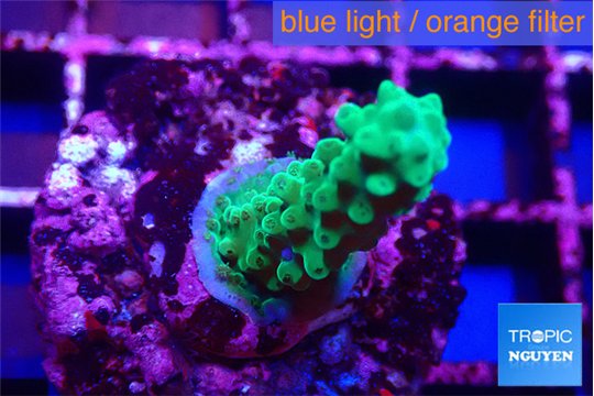 Acropora green 2-3 cm WYSIWYG acclimaté
