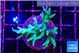 Seriatopora golden green 3-5 cm WYSIWYG acclimaté