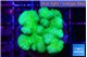 Pocillopora verrucosa toxic green 3-4 cm WYSIWYG acclimaté