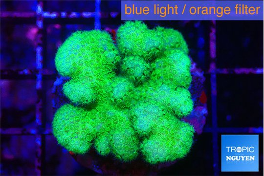 Pocillopora verrucosa toxic green 3-4 cm WYSIWYG acclimaté