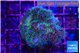 Pocillopora damicornis pink tip 3-4 cm WYSIWYG acclimaté