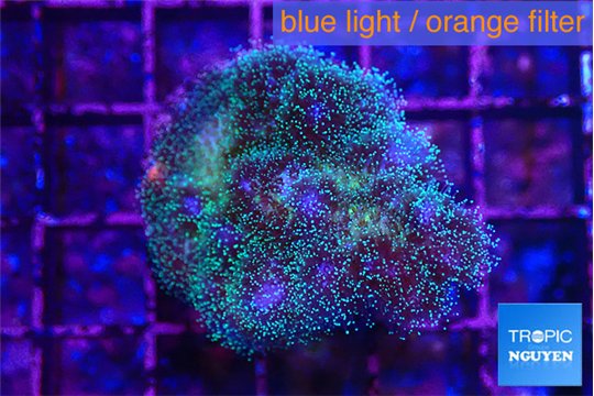 Pocillopora damicornis pink tip 3-4 cm WYSIWYG acclimaté