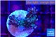 Acropora purple & green ice polyps 2-3 cm WYSIWYG acclimaté