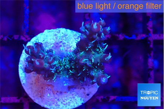 Acropora purple & green ice polyps 2-3 cm WYSIWYG acclimaté