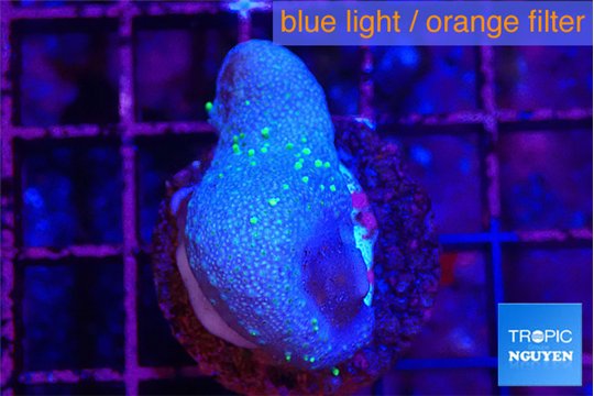 Sarcophython full neon green polyps Australia 2-3 cm WYSIWYG acclimaté