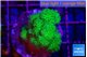 Pocillopora verrucosa toxic green 3-4 cm WYSIWYG acclimaté