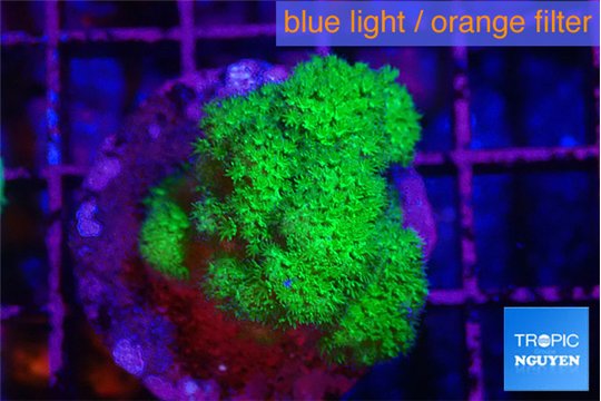 Pocillopora verrucosa toxic green 3-4 cm WYSIWYG acclimaté