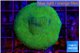 Porites cylindrica yellow green 3-5 cm WYSIWYG acclimaté