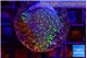 Sarcophython full neon green polyps Australia 3-4 cm WYSIWYG acclimaté