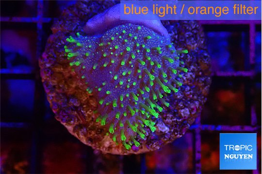 Sarcophython full neon green polyps Australia 3-4 cm WYSIWYG acclimaté