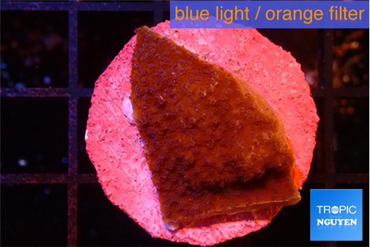 Montipora purple & blue polyps 2-3 cm WYSIWYG acclimaté