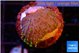 Sarcophython full neon green polyps Australia 2-3 cm WYSIWYG acclimaté