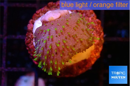 Sarcophython full neon green polyps Australia 2-3 cm WYSIWYG acclimaté