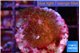 Pocillopora damicornis pink tip 2-3 cm WYSIWYG acclimaté
