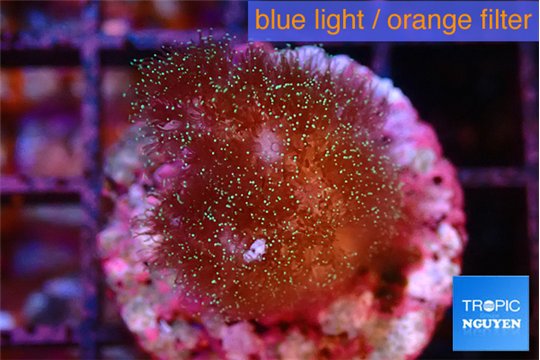Pocillopora damicornis pink tip 2-3 cm WYSIWYG acclimaté
