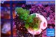 Acropora green 2-3 cm WYSIWYG acclimaté