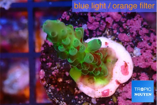 Acropora green 2-3 cm WYSIWYG acclimaté