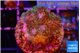 Pocillopora damicornis pink tip 2-3 cm WYSIWYG acclimaté