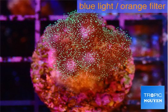 Pocillopora damicornis pink tip 2-3 cm WYSIWYG acclimaté