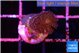 Stylophora milka 2-3 cm WYSIWYG acclimaté