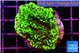 Montipora green 3-4 cm WYSIWYG acclimaté