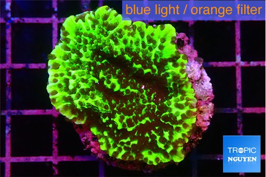 Montipora green 3-4 cm WYSIWYG acclimaté