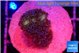 Stylophora milka 2-3 cm WYSIWYG acclimaté
