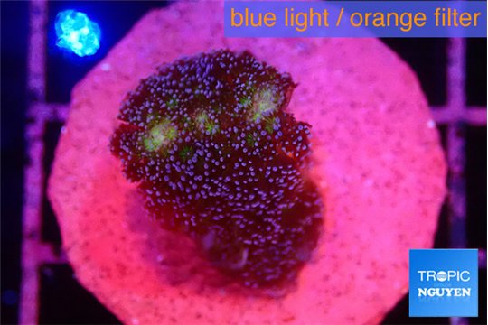 Stylophora milka 2-3 cm WYSIWYG acclimaté