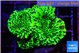 Montipora green 3-4 cm WYSIWYG acclimaté