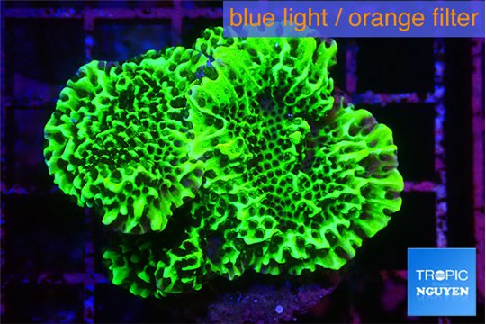 Montipora green 3-4 cm WYSIWYG acclimaté