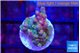 Acropora rainbow 1-2 cm WYSIWYG acclimaté