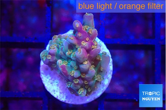 Acropora rainbow 1-2 cm WYSIWYG acclimaté