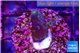Acropora purple Fijii 2-3 cm WYSIWYG acclimaté
