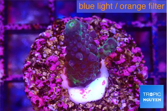Acropora purple Fijii 2-3 cm WYSIWYG acclimaté
