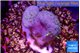 Sarcophython full neon green polyps Australia 2-3 cm WYSIWYG acclimaté