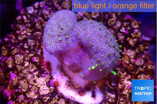 Sarcophython full neon green polyps Australia 2-3 cm WYSIWYG acclimaté