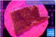 Montipora purple & blue polyps 2-3 cm WYSIWYG acclimaté