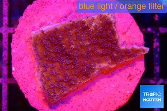 Montipora purple & blue polyps 2-3 cm WYSIWYG acclimaté
