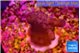Acropora purple Fijii 2-3 cm WYSIWYG acclimaté