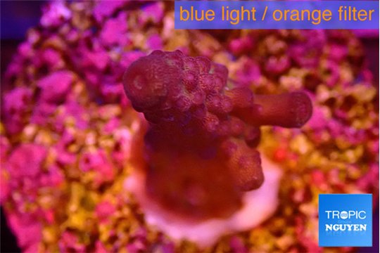 Acropora purple Fijii 2-3 cm WYSIWYG acclimaté