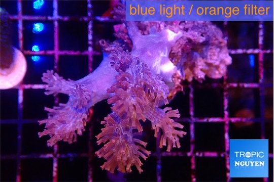 Cespitularia blue 4-7 cm WYSIWYG acclimaté