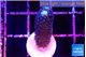 Stylophora milka 1-2 cm WYSIWYG acclimaté