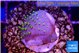 Sarcophython full neon green polyps Australia 1-3 cm WYSIWYG acclimaté