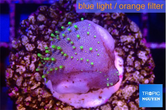 Sarcophython full neon green polyps Australia 1-3 cm WYSIWYG acclimaté