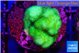 Pocillopora verrucosa toxic green 2-3 cm WYSIWYG acclimaté