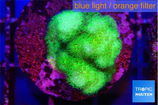 Pocillopora verrucosa toxic green 2-3 cm WYSIWYG acclimaté