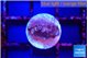 Acropora tenuis purple 1-2 cm WYSIWYG acclimaté