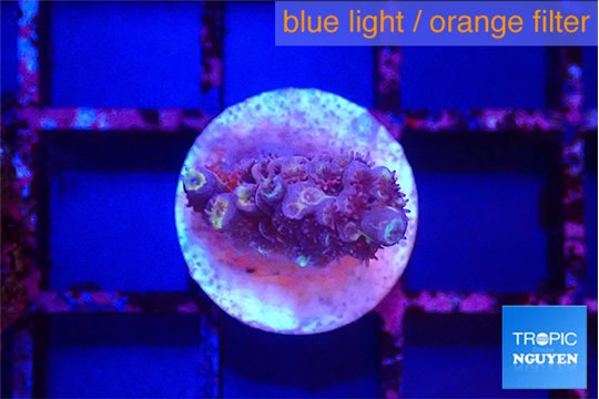 Acropora tenuis purple 1-2 cm WYSIWYG acclimaté